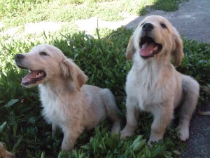 Golden Retrievers Anuncios gratis en Concepci&oacute;n |  Golden retrievers inscritos en kennel club chile, Golden
