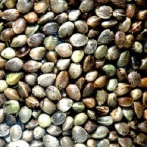 growshopcordoba Anuncios gratis en Calera de Tango |  Eres de Chile y no encuentras tus semillas, Semillas Feminizadas,Autoflorecientes y Regulares