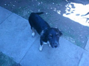 Laura Anuncios gratis en Pe&ntilde;alol&eacute;n |  Hermosa perrita en adopci&oacute;n cachorrita 3 meses , Perrita busca hogar desparasitada