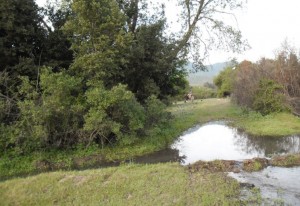 Rodolfo Bustos Anuncios gratis en Linares |  Parcelitas de Agrado Altozanos de Vega Ancoa, Disfruta de lo natural a pasos de la ciudad