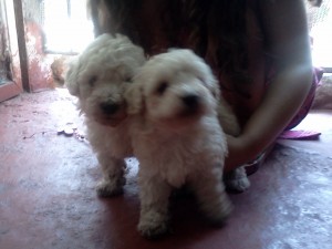 jenniffer mu&ntilde;oz Anuncios gratis en Cerrillos |  vendo tiernos poodles toys 1 macho y 1 hembra, lindos poodles toys blancos,cola cortada desparacitados