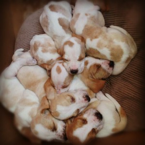 Genesiss Gutierrez San Martin Anuncios gratis en Antofagasta |  Se venden cachorros Basset hound bicolor desparacitaciones al dia y vacuna., Son 4 machos y una hembra, tienen 1 mes, padres a la vista, raza mediana.