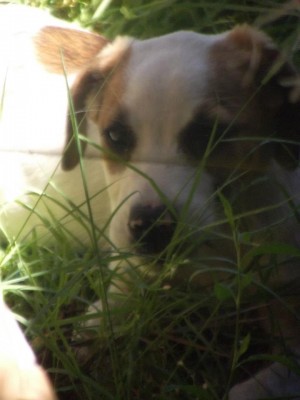 Monica Naveillan Anuncios gratis en Chill&aacute;n |  Se regala perrita de 7 meses . De la regi&oacute;n del  b&iacute;o - b&iacute;o Chillan ., Preciosa