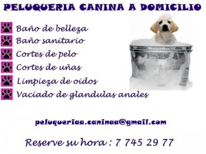 Peluquer&iacute;a canina  Anuncios gratis en El Bosque |  Peluquer&iacute;a canina a domicilio en Santiago, Higi&eacute;ne y salud para su mascota