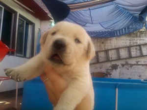 Gema Anuncios gratis en Pudahuel |  vendo perritos labradores, lindos labradores