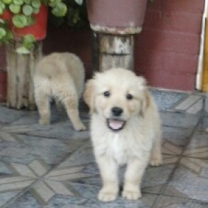 camila Anuncios gratis en La Cisterna |  cachorritas golden retrevier 70 mil , juguetonas!