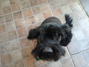 Nicole Arriaza Anuncios gratis en El Bosque |  Regalo hermoso perrito negro de 1 a&ntilde;ito cocker con poodle, Castrado, desparacitado y con vacunas al dia, ideal compa&ntilde;ia