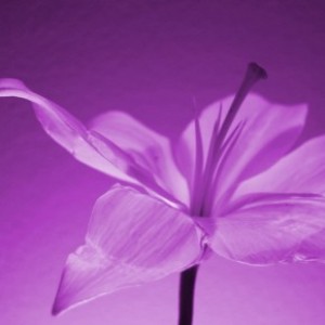 Claudia Rodr&iacute;guez Oliva Anuncios gratis en Concepci&oacute;n |  Hipnosis clinica y regresiva, terapia psicologica psic&oacute;loga concepci&oacute;n, Psic&oacute;loga claudia rodr&iacute;guez oliva.