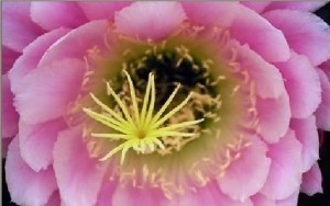 Oscar Armando Anuncios gratis en &Ntilde;u&ntilde;oa |  Esencias de bach terapia floral alternativa a distancia, Bach, flores, terapia, remedio, terapia floral, esencias florales