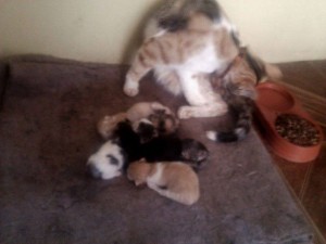 Martha Ya&ntilde;ez Sandoval Anuncios gratis en Linares |  Regalo cinco gatitos a varias familas !!!, Regalo gatitos ,gatos, regalo gatos, regalo, gatas, 