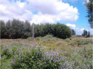 Erich Schneider Anuncios gratis en Talcahuano |  Se vende terreno sector parque industrial 9200m2.en jaime repullo talc, Terreno industrial, terreno parque industrial, terreno empresas