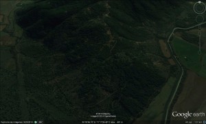 Marta Anuncios gratis en San Clemente |  Bosque de pinos y terreno  // for sale - pinos plantation and land, Vendo