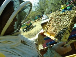 Ver&oacute;nica Aguayo Anuncios gratis en La Florida |  Asesoria tecnica agricola y manejo  especializada en apicultura, T&eacute;cnico agr&iacute;cola especialista en apicultura