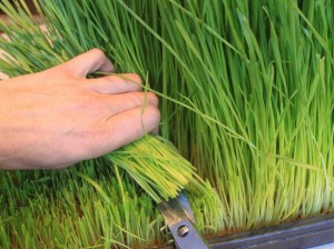 Felipe C&aacute;ceres S. Anuncios gratis en Concepci&oacute;n |  Venta de semillas de trigo para producci&oacute;n de wheatgrass pasto trigo., Cultiva tu  wheatgrass pasto de trigo 