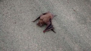 EMPRESASINTER Anuncios gratis en Maitencillo |  Eliminacion de roedores, palomas, ara&ntilde;as, termitas y cualquier plaga.., Eliminacion, extincion, desratizacion, insectos, ara&ntilde;as, pulgas, plaga