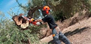 osvaldo Anuncios gratis en Vi&ntilde;a del Mar |  Talas de arboles en con con,vi&ntilde;a del mar,quilpue, Con con