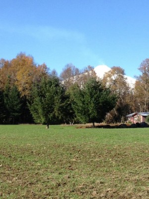 NATIVOS PUC&Otilde;N Anuncios gratis en Puc&oacute;n |  Gran oportunidad de terrenos en loncotraro a minutos de puc&Oacute;n, Terrenos de 2500 m2 y de 5000 m2 en loncotraro