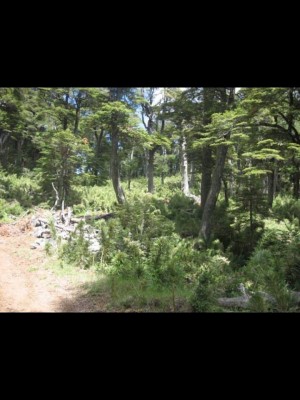 NATIVOS PUC&Otilde;N Anuncios gratis en  Nativos puc&Oacute;n vende hermoso campo de 30 hect&Aacute;reas cerca de puc&Oacute;n, Nativos puc&Oacute;n vende hermoso campo en huife de 30 hect&Aacute;reas