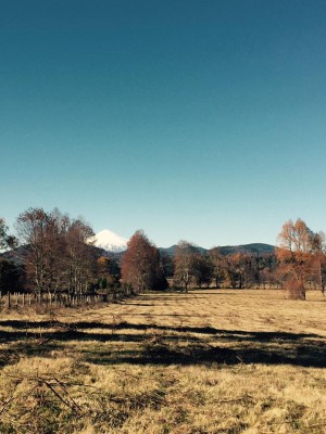 nativos puc&oacute;n Anuncios gratis en Villarrica |  Nativos puc&oacute;n vende parcelas de 5000 m2, Nativos puc&oacute;n vende parcelas de 5000 m2