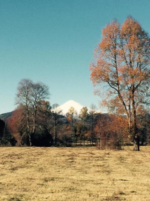 nativos puc&oacute;n Anuncios gratis en Villarrica |  Terrenos de 2500 m2 y 5000 m2 cerca de villarrica, Vendo lindas y hermosas parcelas cerca de villarrica 