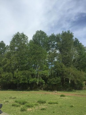 nativos puc&oacute;n Anuncios gratis en Villarrica |  Hermosa parcela en pedregoso a minutos de villarrica, Hermosa parcela de 3000 m2 en pedregoso