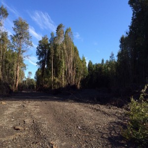 Nothofagus Propiedades Anuncios gratis en Puerto Varas |  Excelente loteo colonia la poza, a solo 20 km de pto varas, Venta parcelas ensenada puerto varas x region