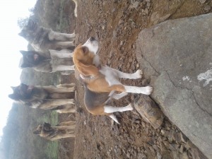 francisco rodolfo pavez valdebenito Anuncios gratis en Puente Alto |  Adiestramiento canino (perro obediente) a domicilio $90.000, Entrenamiento de perros a domicilio