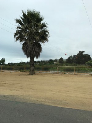 Valentino v monasterio Anuncios gratis en Vi&ntilde;a del Mar |  Realizo viajes especiales dentro de la zona y aeropuerto,responsable, Se realizan viajes especiales dentro de la zona y aeropuerto 