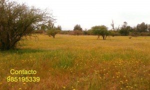 Luis Anuncios gratis en Pichidegua |  Oferta, gran oportunidad en parcelas, planas y con suave lomaje, Excelentes parcelas 