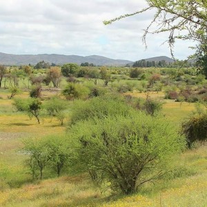 Herrera inmobiliaria Anuncios gratis en La Estrella |  Se venden lindas parcelas en san jose de marchihue sexta region, Parcelas ideales para el descanso o para inversion