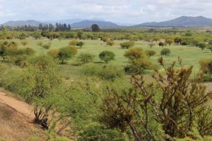Maria cerda  Anuncios gratis en La Estrella |  Se venden hermosas parcelas econ&Oacute;micas en san jose de marchihue, Aproveche precios de lanzamiento de este nuevo proyecto