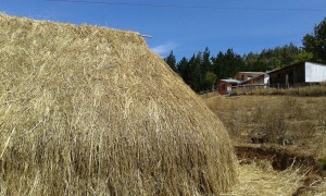 Pablo panchillo Anuncios gratis en Temuco |  Arriendo casa con ruka mapuche a empresas y particulares, Novena región de la araucanía, comuna de chol chol, ruka mapuche