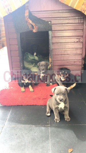 Rocio zuniga Anuncios gratis en Temuco |  Se venden hermosos cachorros staffordshire bull terrier staffy, Staffy