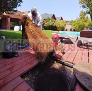 Caleb aguayo Anuncios gratis en Las Condes |  Destape de alcantarillado, destape de desagues, destapeya, Destape de alcantarillados, destape de desagues, destape de baño