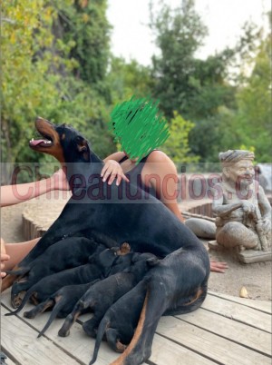 Harlen Anuncios gratis en Rancagua |  Vendo hermosos cachorros doberman negros, dos meses, Perros doberman