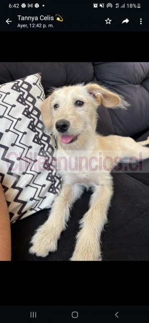 Alejandra  Anuncios gratis en La Florida |  Perrita para adopción es hermosa y dulce, Perros para adopción  busca un hogar