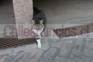 Rodrigo Anuncios gratis en Santiago |  Linda gatita en adopción, regalona y juguetona, Gatita en adopción regalona