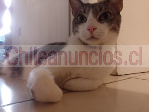 Rey Anuncios gratis en Estaci&oacute;n Central |  Soy rey y perdí mi reino en busca de una familia , Gato en adopción 