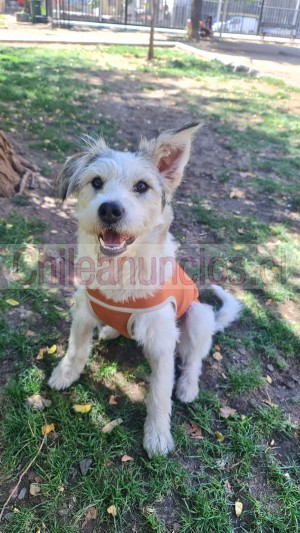 Maria fernanda rodri Anuncios gratis en Santiago |  Adorable perrita en adopcion: ¡encantadora como balto y con un toque de comedia en sus orejas!, Buscando hogar temporal o definitivo para amorosa perrita rescatada