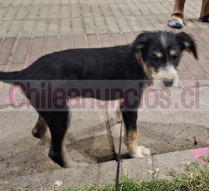 Antonia barahona Anuncios gratis en Quinta Normal |  Perritos buscan familia para que los adopten, Perritos en adopción