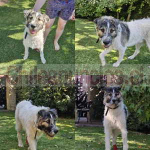 Markus Anuncios gratis en &Ntilde;u&ntilde;oa |  Lobero irlandes mestizo, amoroso, guardian y tranquilo, Perro grande y amoroso