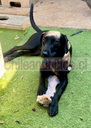 Luna Anuncios gratis en Puente Alto |  Perrita esterilizada y bien portada busca familia adopción, Busca familia