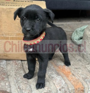 Thomas Anuncios gratis en Las Condes |  Perritos cachorros buscan hogar, tienen 2 meses, Hermosos, macho y hembra, desparasitados