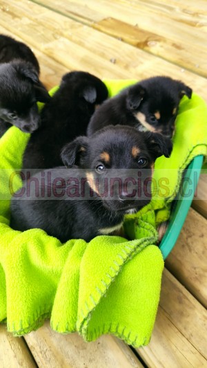 Brandon Anuncios gratis en Estaci&oacute;n Central |  Hermosos cachorritos 2 meses buscan hogar en santiago, Adopciones, perritos, regalamos cachorros, perritos abandonados