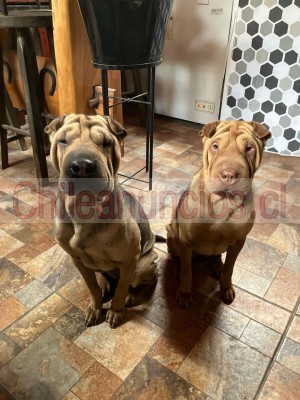 Virginia Anuncios gratis en San Bernardo |  Se regalan perros shar pei retirar en domicilio, Se dan adopción 2 perritos se puede concretar entrega o traslado