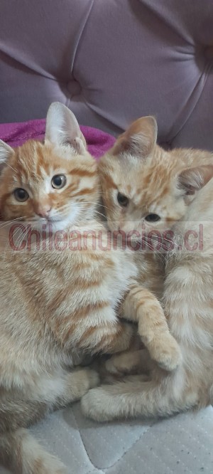 Ashlie millan Anuncios gratis en Santiago |  La ternura de una familia naranja amorosa y tierna, Felinos naranjas amorosos busca familia responsable