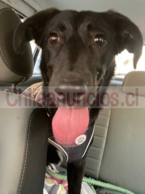 Maria jose arce Anuncios gratis en Santiago |  Perrita cachorra rescatada en adopcion mezcla de ternura y lealtad, Oportunidad de amor