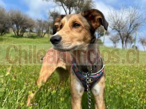 Teresa pérez vidal Anuncios gratis en San Bernardo |  Chanel antonia busca su familia ideal para siempre, Perrita en adopción esponsable